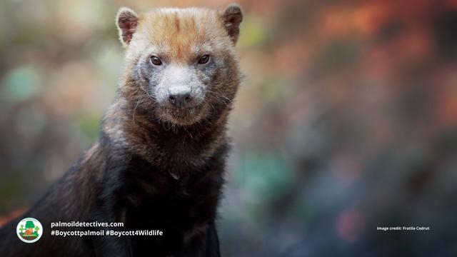 Once believed #extinct, the enigmatic #BushDog 🐕🐺 is now 'Near Threatened' from #palmoil 🌴🔥 and #soy 🥜🔥 #deforestation in #SouthAmerica. Masterful hunters they rely on prey that is disappearing. Help them survive! #Boycottpalmoil 🌴☠️⛔ #Boycott4Wildlife @palmoildetect https://wp.me/pcFhgU-73d?utm_source=mastodon&utm_medium=Palm+Oil+Detectives&utm_campaign=publer