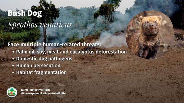 Once believed #extinct, the enigmatic #BushDog 🐕🐺 is now 'Near Threatened' from #palmoil 🌴🔥 and #soy 🥜🔥 #deforestation in #SouthAmerica. Masterful hunters they rely on prey that is disappearing. Help them survive! #Boycottpalmoil 🌴☠️⛔ #Boycott4Wildlife @palmoildetect https://wp.me/pcFhgU-73d?utm_source=mastodon&utm_medium=Palm+Oil+Detectives&utm_campaign=publer