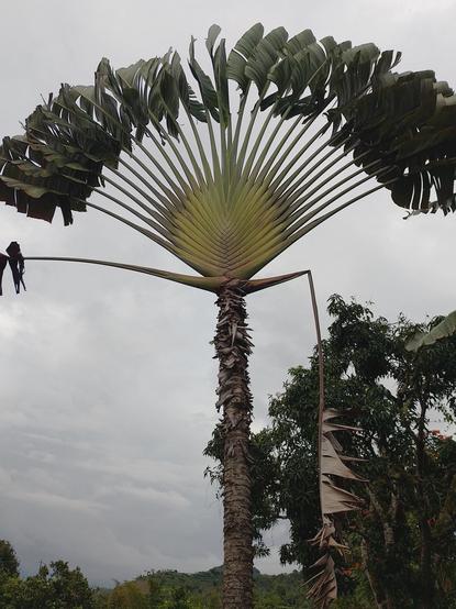 Ravenala madagascariensis. Beautiful tree.
#Blackside #earthnow #elitepix #fotomasters #Grow #hey_ihadtosnapthat #lensculture #Lowangleview #Nature #picplanet #pictas #podium #rebel #rebel_sky #rebels_united #ScenicsNature #Snap_allnature #Snap_alltrees #Snap_community #Snap_community_member #Snap_country #Snap_minimal #Snap_skies #Tranquility #vero #verofamily #verofriends #verotography