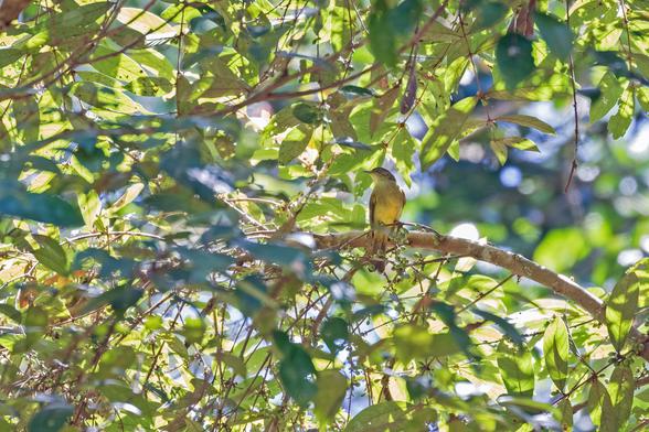 Sulphur-bellied Bulbul (Iole palawanensis)
LC Least Concern