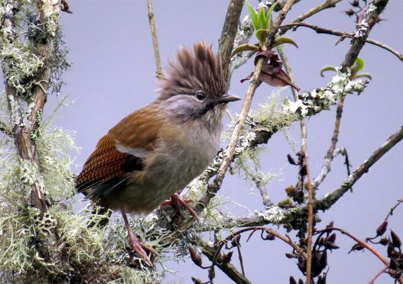 Hoary-throated Barwing (Actinodura nipalensis)
LC Least Concern