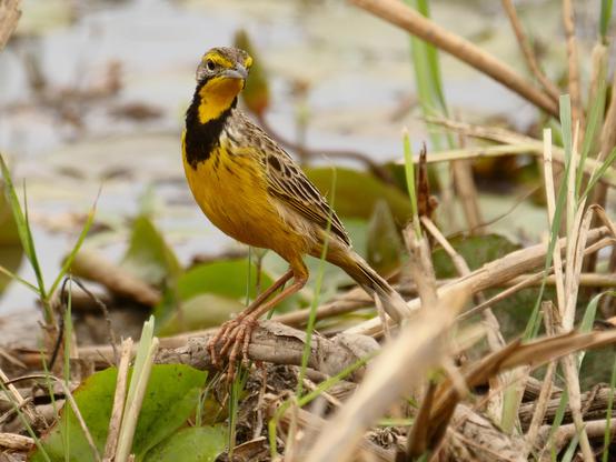 Yellow-throated Longclaw (Macronyx croceus)
LC Least Concern