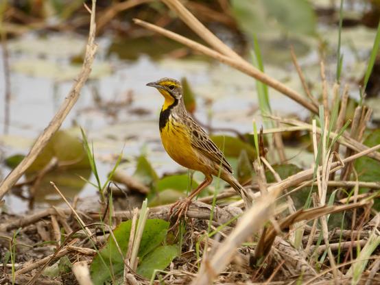 Yellow-throated Longclaw (Macronyx croceus)
LC Least Concern
