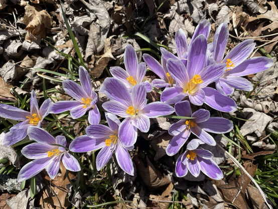Photo of purple crocuses from above with old leaves on the ground under the blooms.