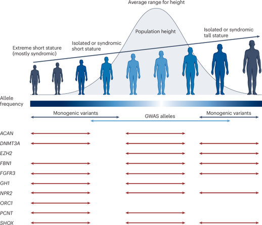 The genetic basis of human height