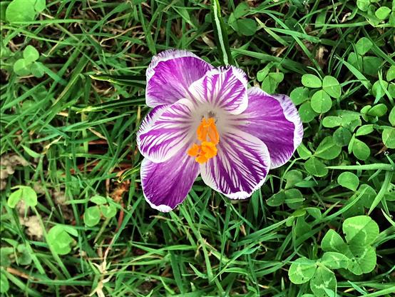 A singled crocus with variegated purple and white petals around golden anther and stigma, growing amidst grass and clover leaves.