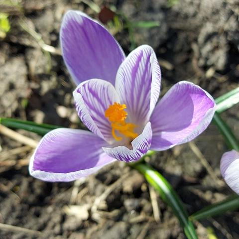 Crocus