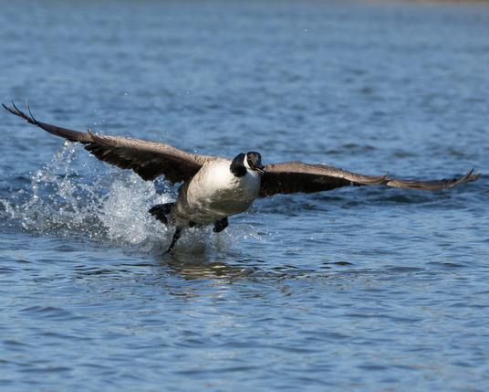 Canadian goose taking off.