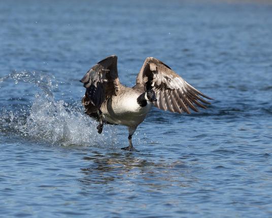 Canadian goose taking off.