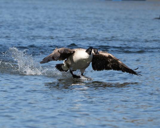 Canadian goose taking off.