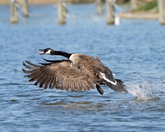 Canadian goose taking off.