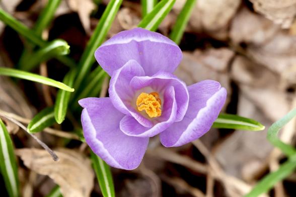 Flower, Crocus viewed from above. I enjoyed the petal pattern as well as the pattern within each petal.