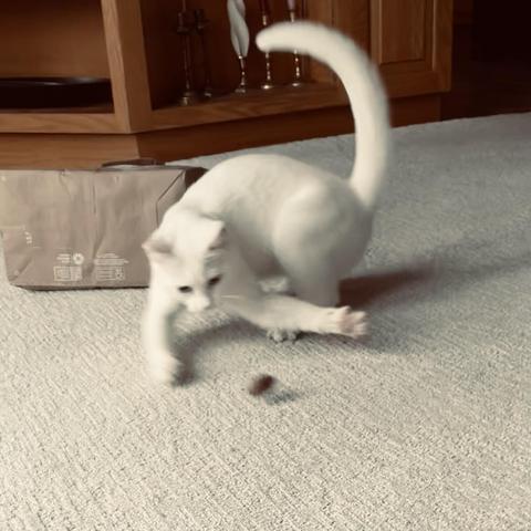 a white cat pounces at a pecan-in-shell