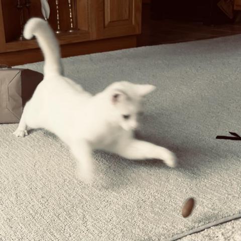 a white cat leaps toward a whole pecan