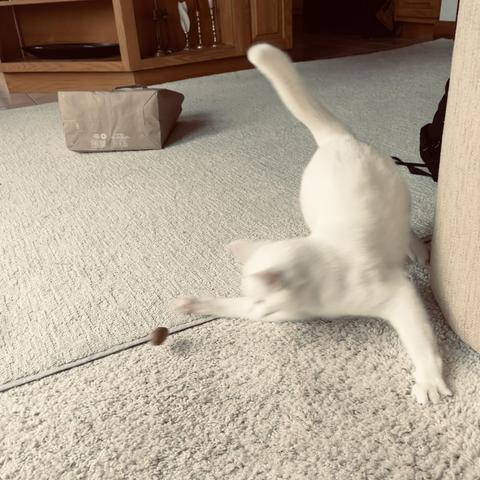 a white cat pursues a pecan