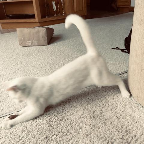 a white cat catches up with a pecan