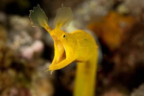 Eine Nasenmuräne mit einem langen, schlanken Körper und flossenähnlichen Auswüchsen am Kopf. Die Mundöffnung ist weit aufgerissen, und der Hintergrund zeigt verschwommene Unterwasserstrukturen.