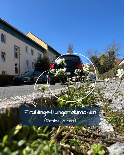 In der Ritze zwischen Gehweg und Straße wachsen unzählige winzige, weißblühende Pflanzen