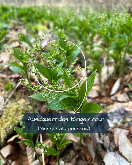 Nahaufnahme einer grünblättrigen Pflanze, die aus einem Waldboden emporwächst, der mit braunen Blättern bedeckt ist. Die Blütenstände sehen aus wie winzige, grüne Perlen an einer Schnur.