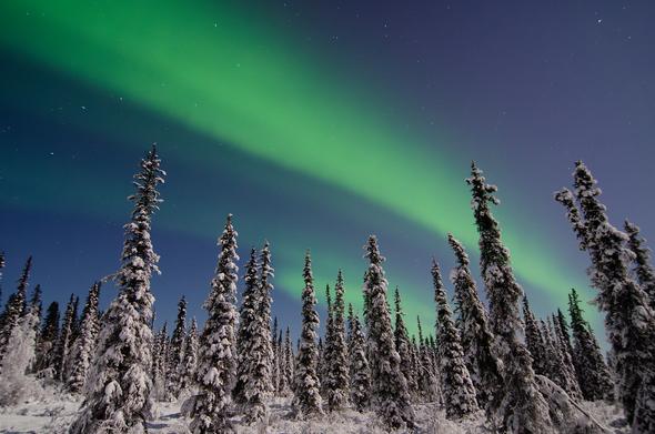 A winter landscape in Fairbanks, Alaska, illuminated by both moonlight and a vivid green aurora. Snow-covered spruce trees fill the foreground, standing tall under a crisp night sky. A bright band of aurora borealis arcs diagonally across the frame from the lower right to upper left. In the upper left corner, the seven stars of Ursa Major (the Big Dipper) are clearly visible against the dark sky.