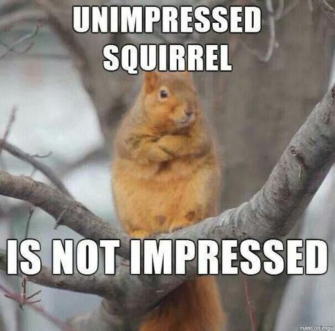 Unimpressed squirrel is not impressed.
Photo of squirrel with arms crossed.