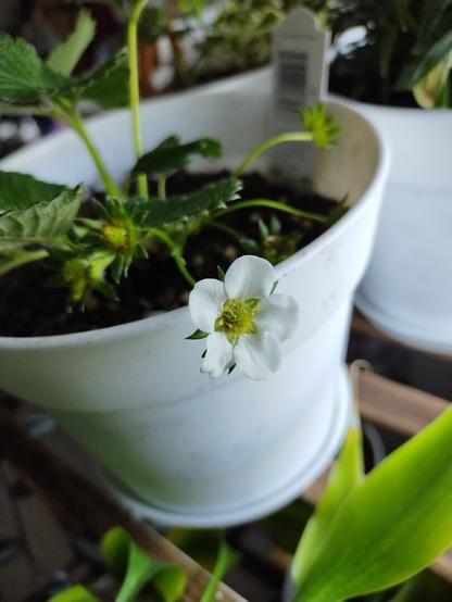 strawberry blossom