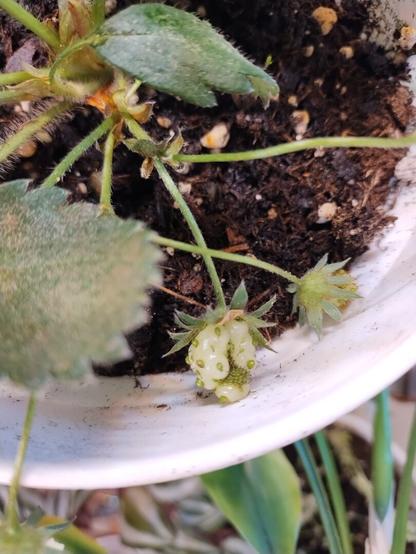 tiny strawberry