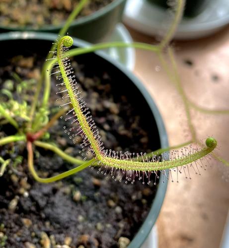 A close-up of a carnivorous Fork-leaved Sundew plant with a long, slender stem covered in tiny, glistening drops. The plant is in a pot filled with soil, with a blurred background of other plants and pots.