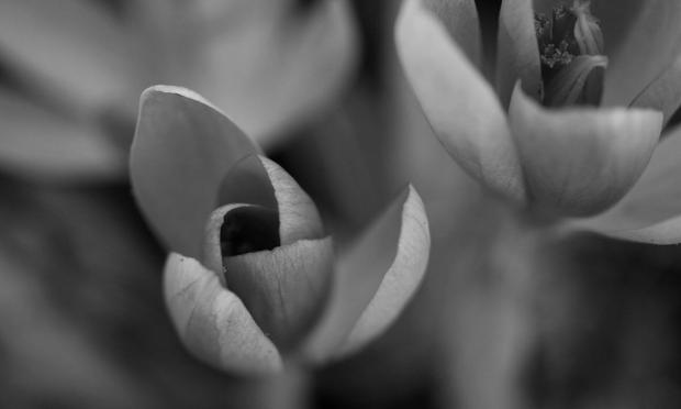 Macro photograph in black and white of a crocus flower, its six veined petals just starting to open. Another one in top right is almost completely open, revealing the stamens and pistil still hugging close together. A third flower is blurred in top left. Shallow depth of field is used to create abstract patterns with focused and unfocused zones. The flowers seem to float and emerge from the ether.