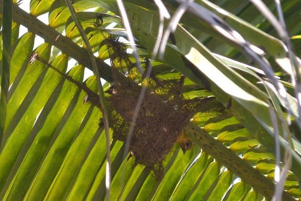 Medium distance shot of an Oriole's nest hanging from the underside of a coconut palm frond with chicks visible in it. The nest is made out of coco sheath, with strands of the material pulled like ropes and woven through small holes in the leaves of the plant. It is hung under the center beam of the frond. Bright sunlight is filtered by the leaves and the chicks can be seen peering around the edges