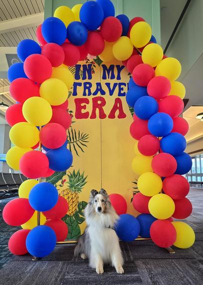 A dog sits in front of an arch of balloons.