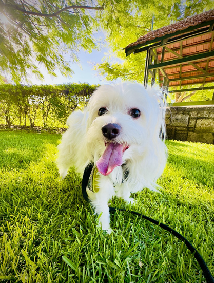 Rocket stands on the green grass under the shade of a large tree with a hedge and small gazebo in the background. It is a sunny blue sky day and Rocky wears a happy smiling expression. He loves his walk.
