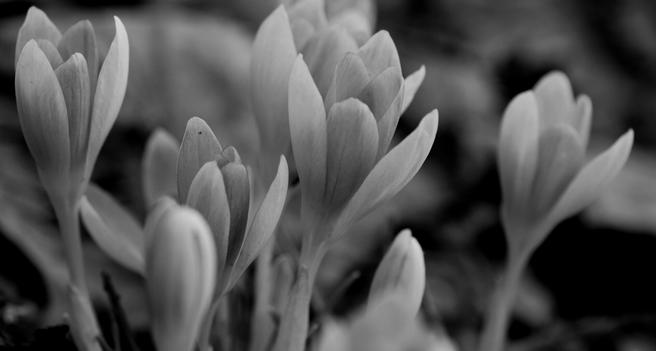 Macro photograph in black and white of a patch of crocus flowers, just starting to bloom. All the flowers are leaning in the same direction and the same petal is starting to open with the same angle, giving the impression that they are dancing a synchronized ballet. Shallow depth of field is used to create abstract patterns with focused and unfocused zones.