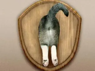Award for the feline with the most beautiful behind.
