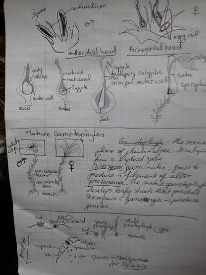 Chaotic scribbles and notes to remember everything about moss sex. Full of complicated biology technical terms - in the podcast I can't use such a language. I have to find a way to talk about moss babies and mother plants.