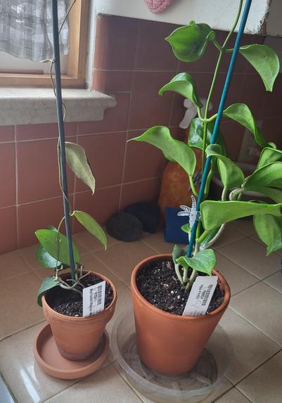 Two different Hoya plants.