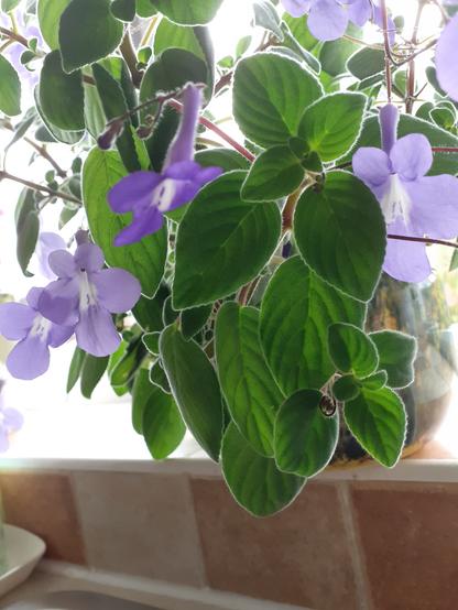 Houseplant with delicate blue flowers that have a white centre. Leaves are quite thick and have tiny hairs. It is standing on a window sill.