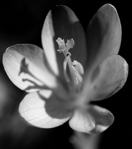 Macro photograph in black and white of a crocus flower in the sun, its six veined and oval petals almost fully open, revealing the pistil in the centre and the shorter four stamens still close to it, looking like arms held in a dance pose. The shadow of the pistil and stamens is projected on the petals to the left, like a dancer in the spotlight. Shallow depth of field is used to create an unreal scene, with focused and unfocused zones.