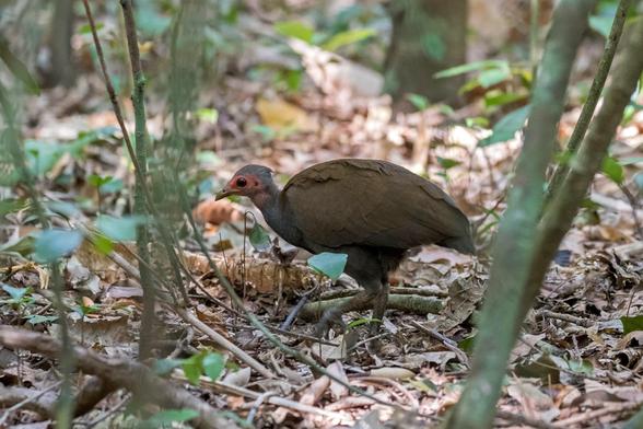 Philippine Megapode (Megapodius cumingii)
LC Least Concern