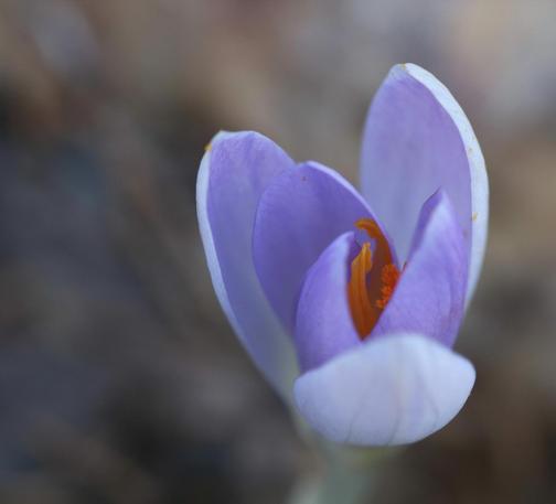 Macro photograph of a purple blue crocus flower, its six petals just starting to open, revealing the bright orange stamens and pistil still hugging close together. Shallow depth of field is used to create abstract patterns in blue, green and brown in the background, giving the impression that the flower is floating in a colourful ether.