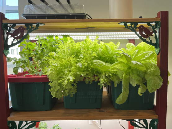 Photo of leaf shelf with three bins hosting 15 plants. 5 each of butterhead, goldrush, and arugula). The heads of lettuce fill the space and fall over the sides of the bins showing bounty.