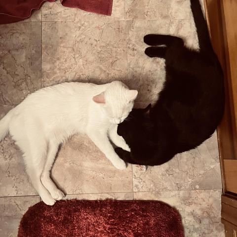 from above, a black cat and a white cat lie in yin-yang formation by a red carpet and a red towel