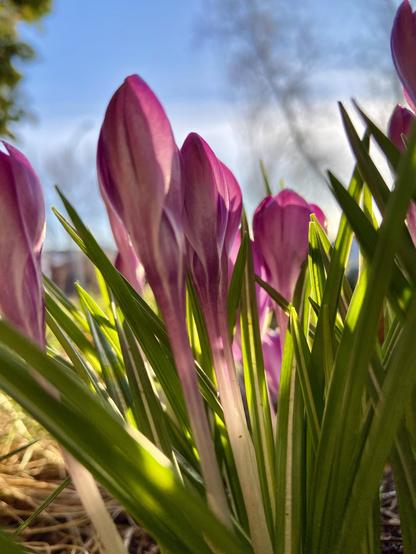 A cluster of purple crocuses, closed, seen from ground level with blue sky behind. They are practically glowing in the sun