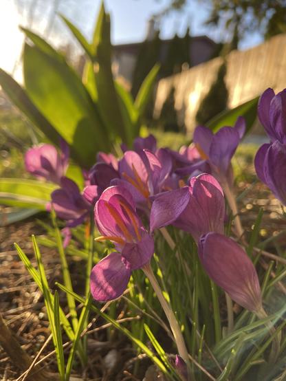 More purple crocuses, backlit by the sun. The light is so warm, the purple almost blends with the yellow-orange stamens