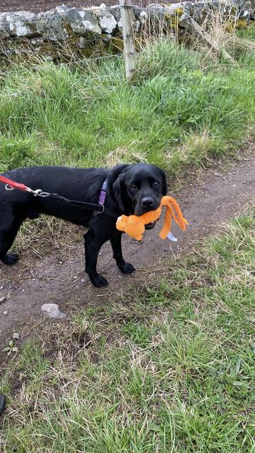 A black Labrador with a harness and lead on a rural path. It has grassy sides and a stone dyke (or wall) behind him. In his mouth is a bright orange panther toy.