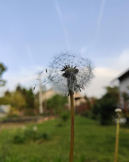 Dandelion seeds on the evening