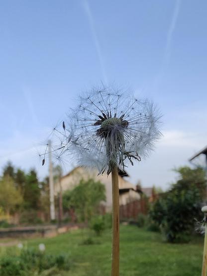 Dandelion seeds in the evening