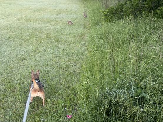 Dahlia slowly walking while attached to her dog leash towards two cottontail rabbits early this morning.