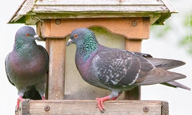 "The image portrays two pigeons locked in an apparent squabble around the corner of a rustic bird feeder. The feeder, with its simple wooden structure and slanted roof, serves as the battleground for these feathered adversaries. On the left side, one pigeon stands on the edge of the feeder, facing the other with a sharp, assertive posture. Its iridescent plumage shimmers with hues of green, purple, and blue, adding a vivid contrast to its surroundings. On the right side, the second pigeon perches firmly on the feeder's platform, responding to the other’s stance with equal intensity. Both birds have striking red feet, lending a splash of color to the scene. Behind them, the background is softly blurred, keeping the focus entirely on this feisty encounter." - Copilot