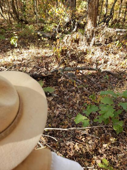 Ranger Sarah has found a nine-banded armadillo (Dasypus novemcinctus). They are increasingly common in Missouri, particularly in the southern and central regions of the state. Their range has been expanding north, possibly due to warmer weather and climatic changes.
— at Roaring River State Park, Missouri.